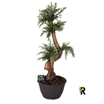 Araucaria bidwillii bonsai 1 pp stems plnt 100cm 30cm Q488