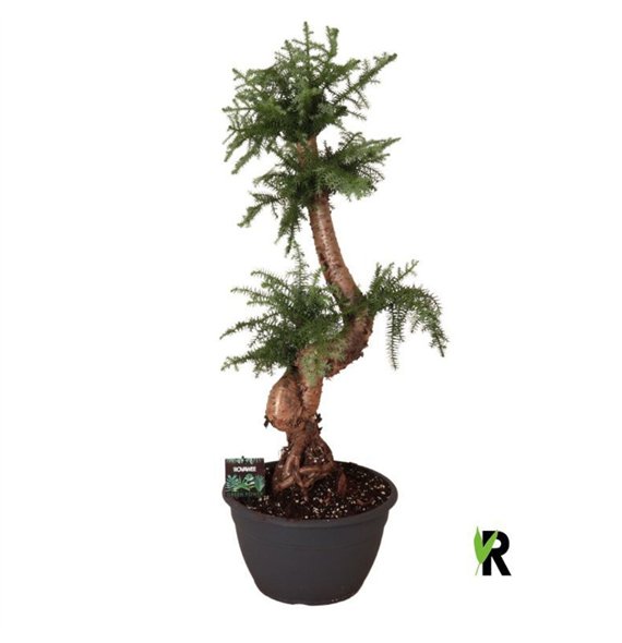 Araucaria bidwillii bonsai 1 pp stems plnt 100cm 30cm Q488