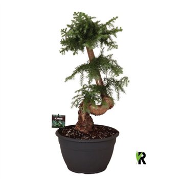Araucaria bidwillii bonsai 1 pp stems plnt 85cm 30cm Q489