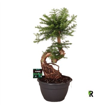 Araucaria bidwillii bonsai 1 pp stems plnt 75cm 26cm Q490