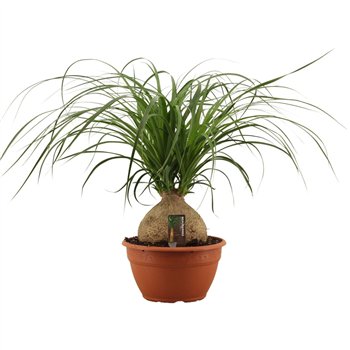 Nolina Beaucarnea recurvata bulb 20 cm 1 stems plnt 55cm 20cm Q712