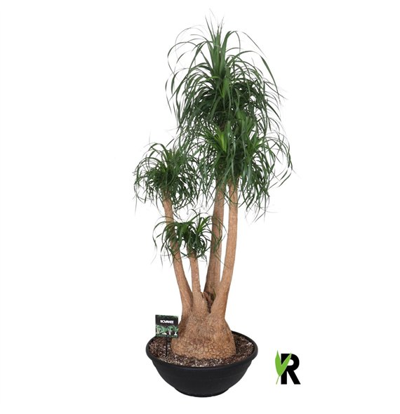 Nolina Beaucarnea recurvata rec  branched 3 stems plnt 1 pp 200cm 60cm Q713