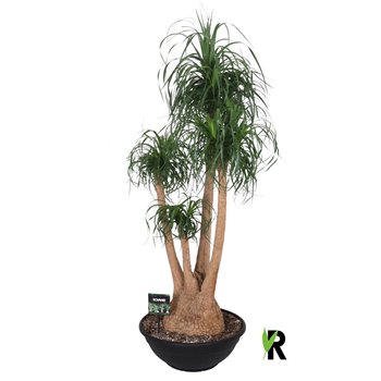 Nolina Beaucarnea recurvata rec  branched 3 stems plnt 1 pp 180cm 60cm Q714