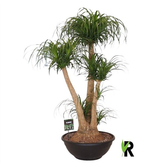 Nolina Beaucarnea recurvata rec  branched 3 stems plnt 1 pp 160cm 60cm Q715