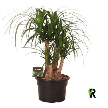 Nolina Beaucarnea recurvata rec  branched 3 stems plnt 1 pp 60cm 23cm Q716