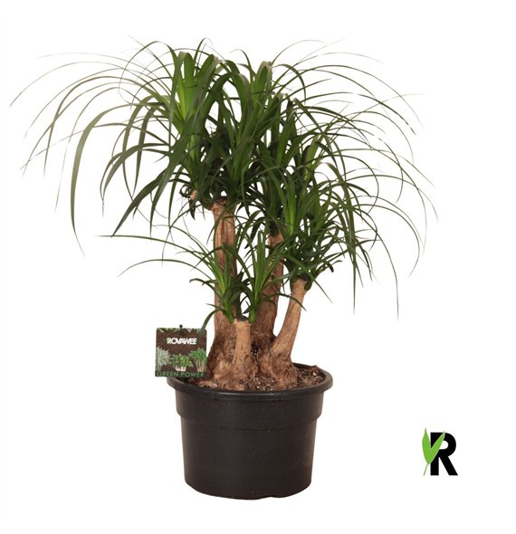 Nolina Beaucarnea recurvata rec  branched 3 stems plnt 1 pp 60cm 23cm Q716