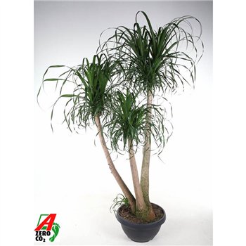 Nolina Beaucarnea recurvata branched P55 - 5ft3 stems plnt 1 pp 180cm 55cm Q717