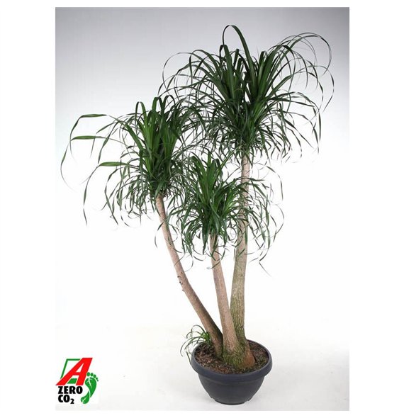 Nolina Beaucarnea recurvata branched P55 - 5ft3 stems plnt 1 pp 180cm 55cm Q717