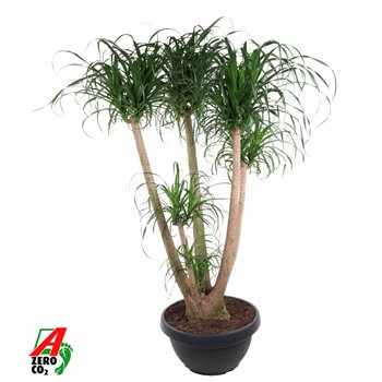 Nolina Beaucarnea recurvata branched P55 - 4ft3 stems plnt 1 pp 160cm 55cm Q718