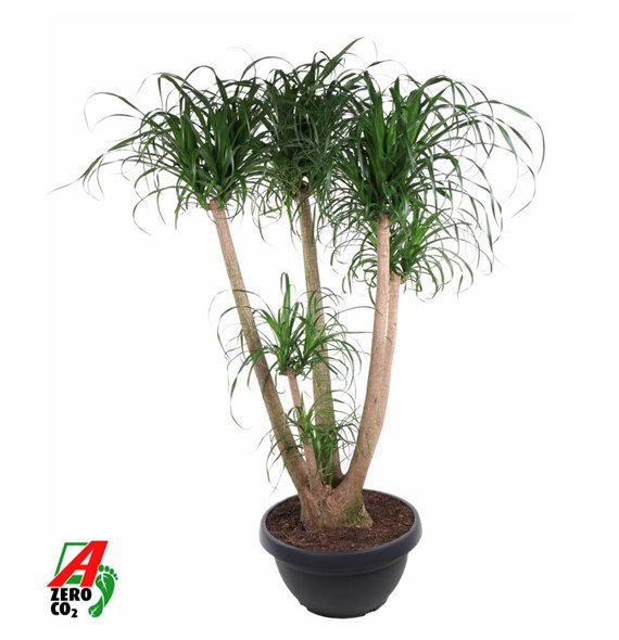 Nolina Beaucarnea recurvata branched P55 - 4ft3 stems plnt 1 pp 160cm 55cm Q718