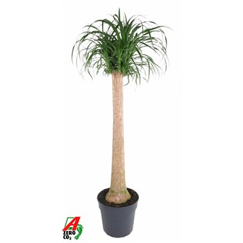 Nolina Beaucarnea recurvata stam1 stems plnt 1 pp 140cm 34cm Q719