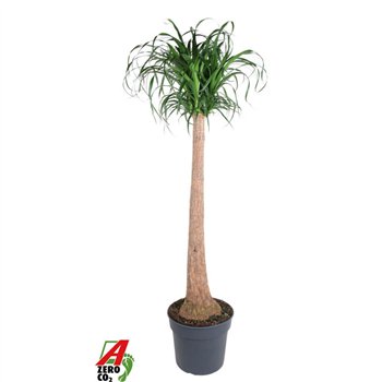 Nolina Beaucarnea recurvata stem 1 stems plnt pp 170cm 40cm Q720