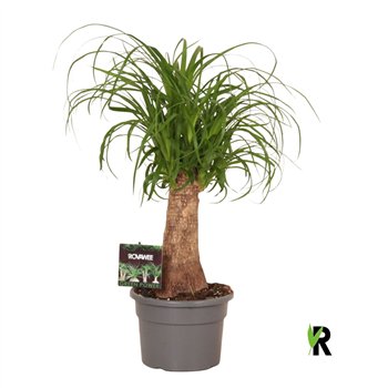 Nolina Beaucarnea recurvata rec  rechte stem 1 stems plnt pp 50cm 17cm Q721