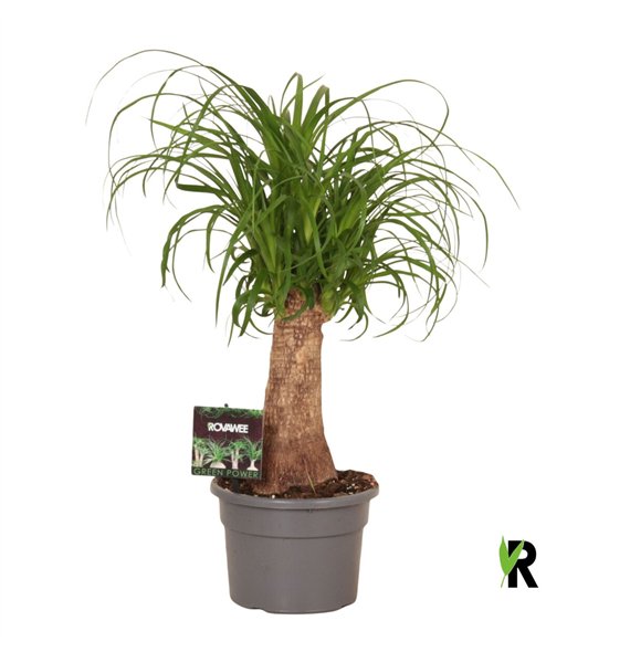 Nolina Beaucarnea recurvata rec  rechte stem 1 stems plnt pp 50cm 17cm Q721