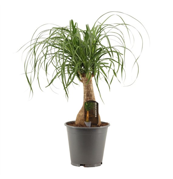 Nolina Beaucarnea recurvata straight 19 cm containerpot 1 stems plnt 55cm 19cm Q725