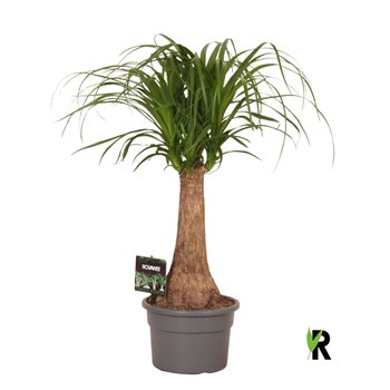 Nolina Beaucarnea recurvata rec  rechte stem 1 stems plnt pp 60cm 19cm Q729