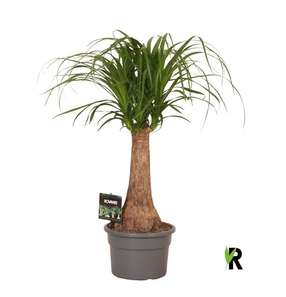 Nolina Beaucarnea recurvata rec  rechte stem 1 stems plnt pp 60cm 19cm Q729