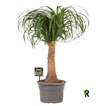 Nolina Beaucarnea recurvata rec  rechte stem 1 stems plnt pp 80cm 23cm Q730