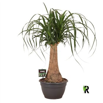 Nolina Beaucarnea recurvata rec  rechte stem 1 stems plnt pp 80cm 26cm Q731