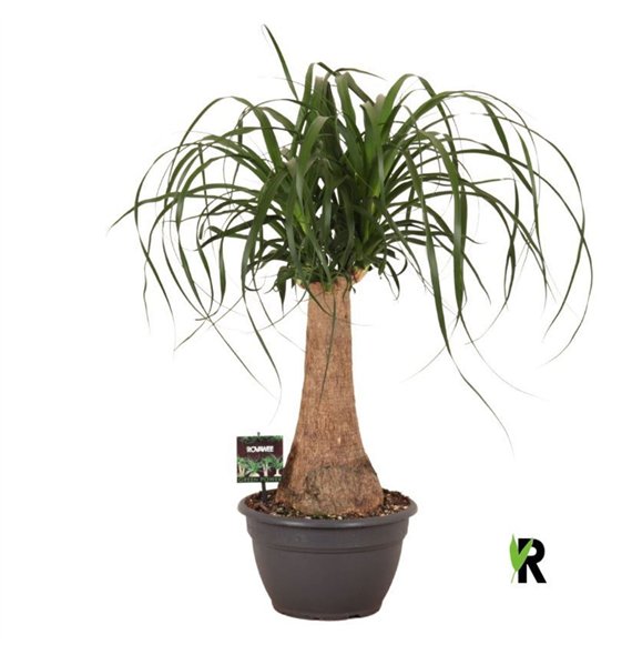 Nolina Beaucarnea recurvata rec  rechte stem 1 stems plnt pp 80cm 26cm Q731