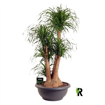 Nolina Beaucarnea recurvata rec  branched **2 on dubb cc 3 stems plnt 1 pp 180cm 80cm Q737