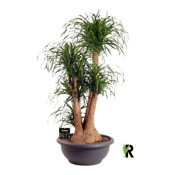 Nolina Beaucarnea recurvata rec  branched **2 on dubb cc 3 stems plnt 1 pp 180cm 80cm Q737