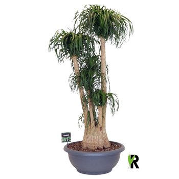 Nolina Beaucarnea recurvata rec  branched ** 3 on dubbele cc stems plnt 1 pp 200cm 75cm Q738