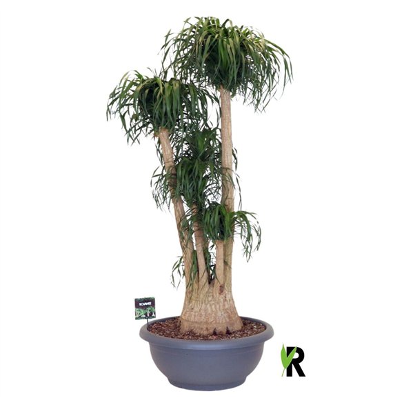 Nolina Beaucarnea recurvata rec  branched ** 3 on dubbele cc stems plnt 1 pp 200cm 75cm Q738