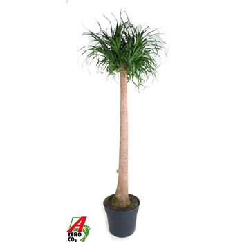 Nolina Beaucarnea recurvata stem P40 - 5ft1 stems plnt 1 pp 190cm 40cm Q747