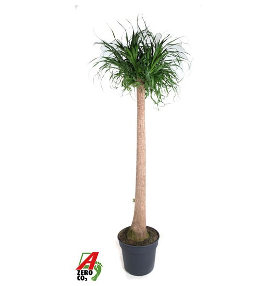 Nolina Beaucarnea recurvata stem P40 - 5ft1 stems plnt 1 pp 190cm 40cm Q747