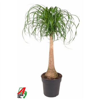 Nolina Beaucarnea recurvata stem P27 - 2ft1 stems plnt 1 pp 120cm 27cm Q748