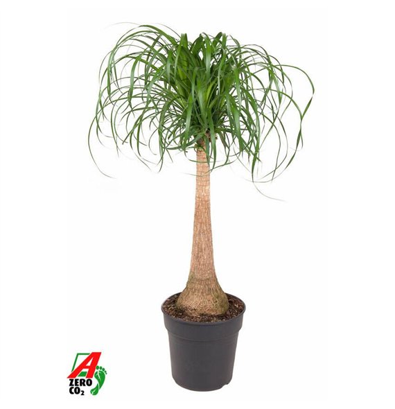 Nolina Beaucarnea recurvata stem P27 - 2ft1 stems plnt 1 pp 120cm 27cm Q748