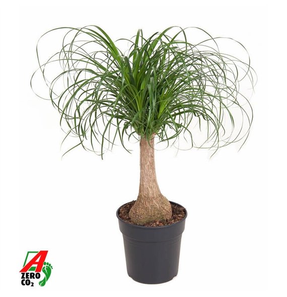 Nolina Beaucarnea recurvata stem P21 - 1ft1 stems plnt 1 pp 70cm 21cm Q749