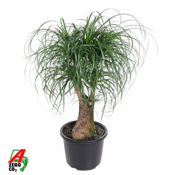 Nolina Beaucarnea recurvata branched P32 - 2ft3 stems plnt 1 pp 100cm 32cm Q751