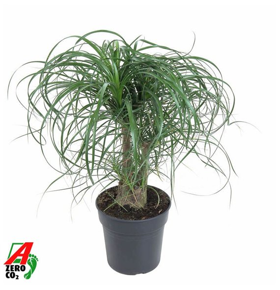 Nolina Beaucarnea recurvata branched P21 - 1ft3 stems plnt 1 pp 60cm 21cm Q752