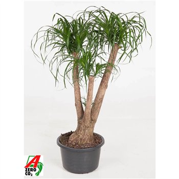 Nolina Beaucarnea recurvata branched P41 - 3ft3 stems plnt 1 pp 130cm 41cm Q753