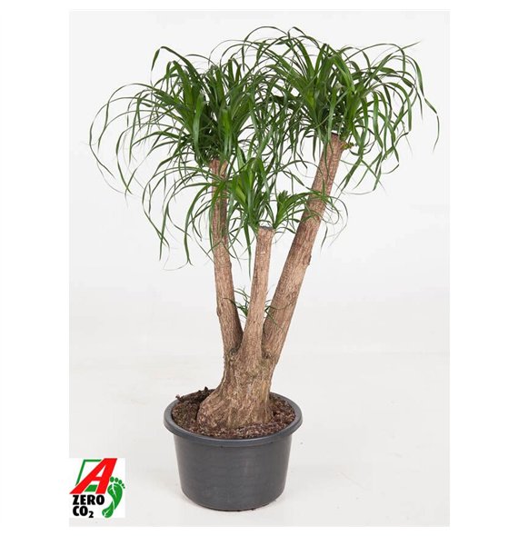 Nolina Beaucarnea recurvata branched P41 - 3ft3 stems plnt 1 pp 130cm 41cm Q753