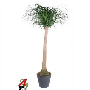 Nolina Beaucarnea recurvata stem P34 - 4ft1 stems plnt 1 pp 170cm 34cm Q754