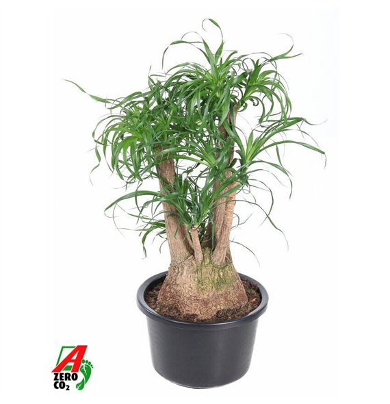 Nolina Beaucarnea recurvata branched P38 - 2ft3 stems plnt 1 pp 100cm 38cm Q755