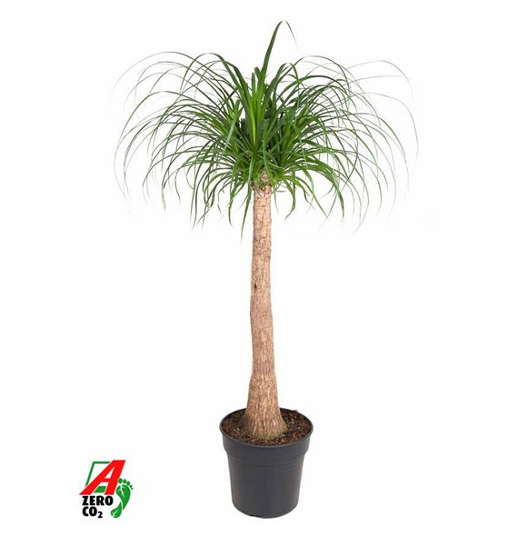 Nolina Beaucarnea recurvata stem P30 - 3ft1 stems plnt 1 pp 140cm 30cm Q756