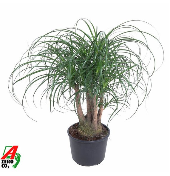 Nolina Beaucarnea recurvata branched P27 - 1 5ft3 stems plnt pp 80cm 27cm Q757