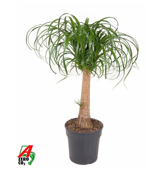 Nolina Beaucarnea recurvata stem P24 - 1 5ft1 stems plnt pp 90cm 24cm Q758