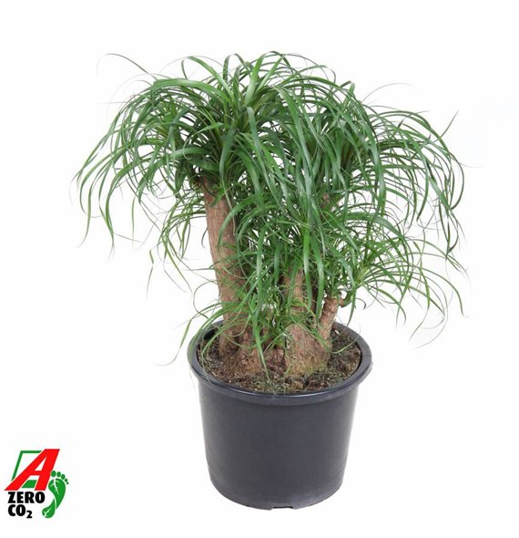 Nolina Beaucarnea recurvata branched P32 - 1 5ft3 stems plnt pp 90cm 32cm Q759