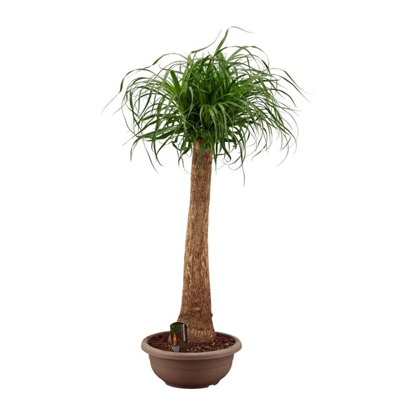 Nolina Beaucarnea recurvata straight 35cm compact 110cm 35cm Q774