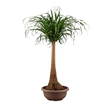 Nolina Beaucarnea recurvata straight 40cm compact 125cm 40cm Q775