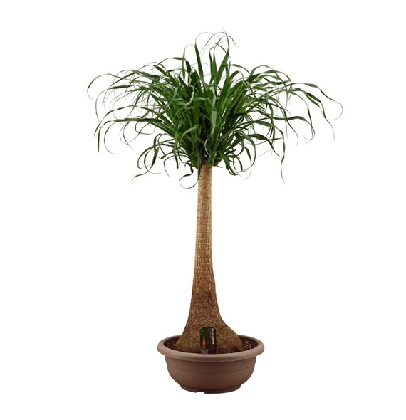 Nolina Beaucarnea recurvata straight 40cm compact 125cm 40cm Q775