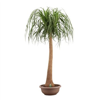 Nolina Beaucarnea recurvata straight 45cm Compact 180cm 45cm Q777