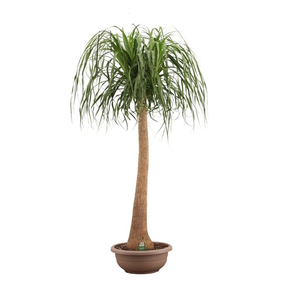 Nolina Beaucarnea recurvata straight 45cm Compact 180cm 45cm Q777