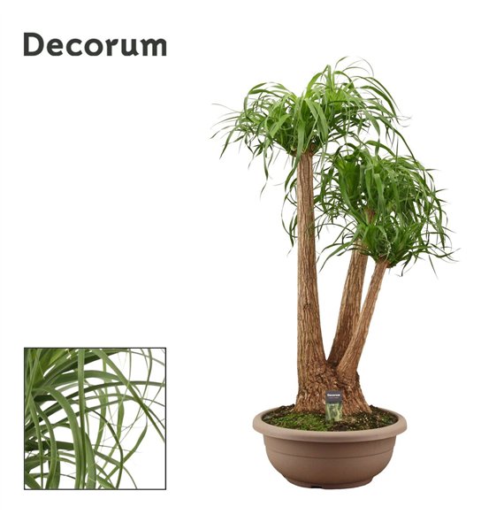 Nolina Beaucarnea recurvata branched 45cm bowl Decorum 115cm 45cm Q784
