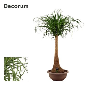 Nolina Beaucarnea recurvata straight 40cm compact Decorum 125cm 40cm Q789